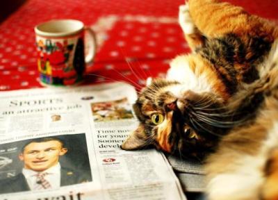 با کافه حیوانات سرتاسر جهان آشنا شوید با کافه حیوانات سرتاسر جهان آشنا شوید