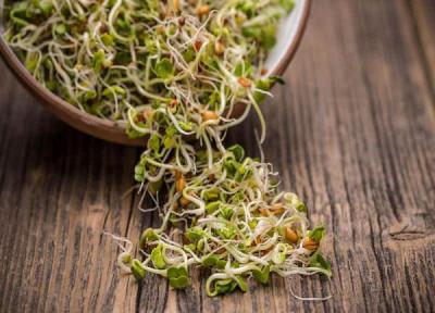 طرز تهیه جوانه گندم در 2 روز طرز تهیه جوانه گندم در 2 روز